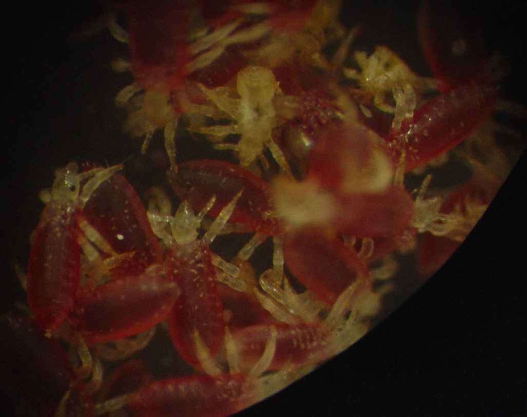 Wszy nakarmione krwią