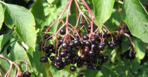Syrop z czarnego bzu dla dzieci – od jakiego wieku?